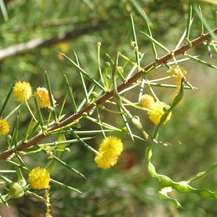 Dead Finish Acacia-tetragonophylla Dead Finish Acacia-tetragonophylla